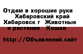 Отдам в хорошие руки!!! - Хабаровский край, Хабаровск г. Животные и растения » Кошки   